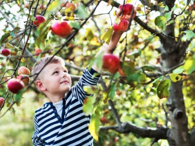 A small boy in striped T-shirt picking apples in orchard.