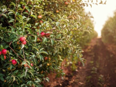 Apple orchard with ripe red apples