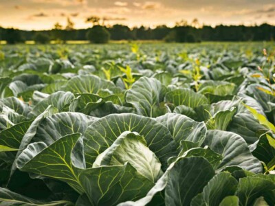 Cabbage field in a sunset light. Agriculture field in rural area in Austria