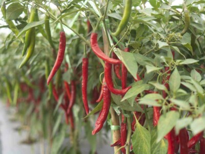 Chili planting in modern greenhouses