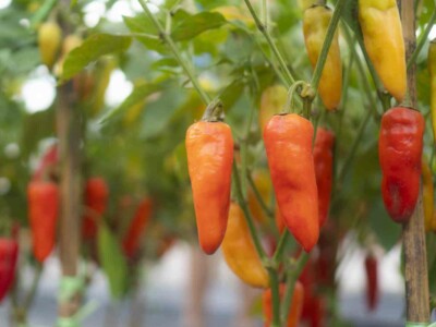 Chili planting in modern greenhouses