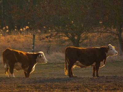 Two Cows on the pasture