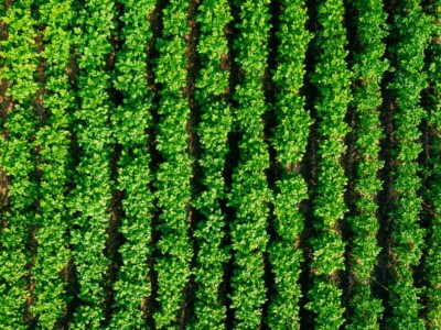 Elevated Flat View Of Vegetable Garden, Potato Plantation, Potatoes Field At Summer Evening. Garden Beds.