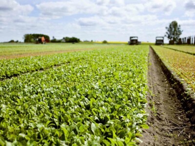 Green leafy vegetables on field