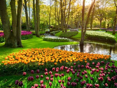 Keukenhof flower garden with blooming tulip flowerbed - one of the world's largest flower gardens on sunset. Lisse, the Netherlands.