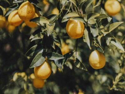 Sun shining on the lemon tree
