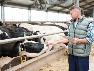 Professional milk cow carer with digital tablet standing by group of livestock behind fence and touching one of them by hand