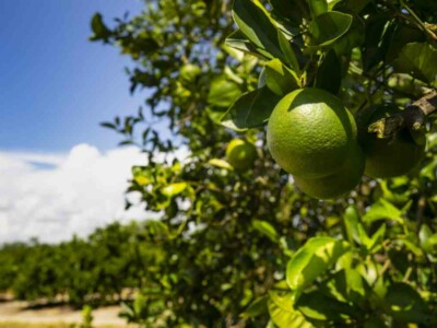 A ripe fresh lime waits soaking up sun on the branch in a southern USA fruit orchard