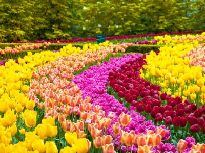 Tulip colorful flowers garden in spring background, pattern or texture