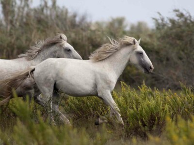 Beautiful white horses running in the field