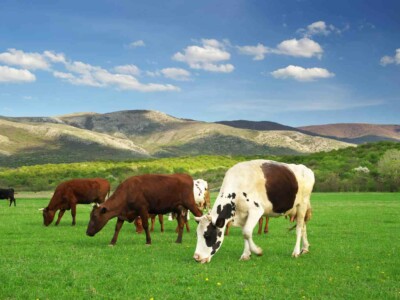 Cow in meadow. Nature composition