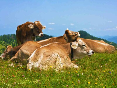 Cows grazing in Alps