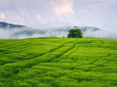 Grass and tree in Strandja mountain