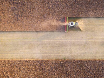 Harvesting oilseed rape in autumn field. Harvester combine in a cloud of dust glowing from the setting sun. Aerial top view