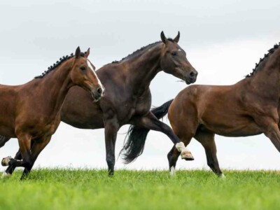 Horses galloping in a field