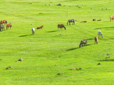Horses on a summer pasture on a green meadow