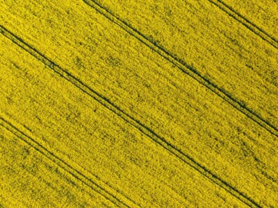 Aerial view of yellow oilseed rape field. Nature background.