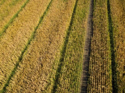 Top view with drone of a fully mature corn field