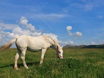 a white horse to graze on green field