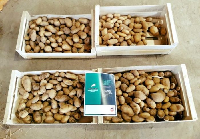 ESSAI POMMES DE TERRE BIO.
Grâce au produit lINITIATEUR, notre client a récolté +12 t/ha (+36%), soit un bénéfice net de 5400€/ha. 
Merci à nos clients de leur confiance!
#lameleedesterroirs #fertilisation #pommesdeterre
