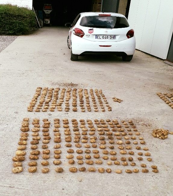 ESSAI POMMES DE TERRE DE PLANT.
Grâce au produit LE REVIGORANT, notre client a récolté + 4,5 t/ha (+15,8%), (+26% tubercules variété Fasty), soit un bénéfice net de 1005€/ha. 
Merci à nos clients de leur confiance! 
#lameleedesterroirs #fertilisation #pommedeterre