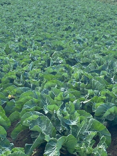 📣Merci à Stéphane CAPITAINE pour son témoignage. 🙂La Mélée des Terroirs est fière dêtre à vos côtés pour répondre à vos besoins. 

« J’ai comparé le produit INITIATEUR (300kg/ha au 2ème binage avec diminution d’apport d’azote) avec un produit concurrent depuis 2 ans.

Avec l’INITIATEUR j’ai remarqué que les choux étaient beaucoup plus vigoureux, des feuilles plus vertes. MOINS DE HERNIE DONC PLUS DE CHOUX VENDUS.

Après la récolte, la terre était plus facile à travailler, plus meuble.
Je suis très satisfait du produit donc je vais l’utiliser sur les autres cultures. »
#lameleedesterroirs #choux #agriculture